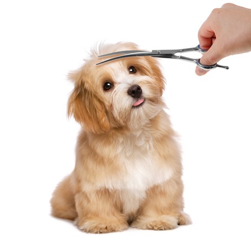 애견가위 추천 Top 2 이미지